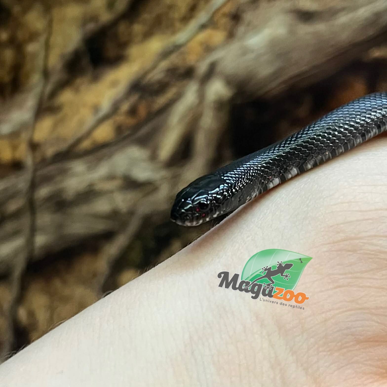 Magazoo Serpent roi noir du Mexique Bébé #4