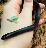 Magazoo Baby Mexican black king snake #4