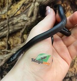 Magazoo Baby Mexican black king snake #4