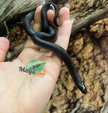 Magazoo Serpent roi noir du Mexique Bébé #1