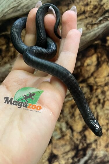 Magazoo Serpent roi noir du Mexique Bébé #1