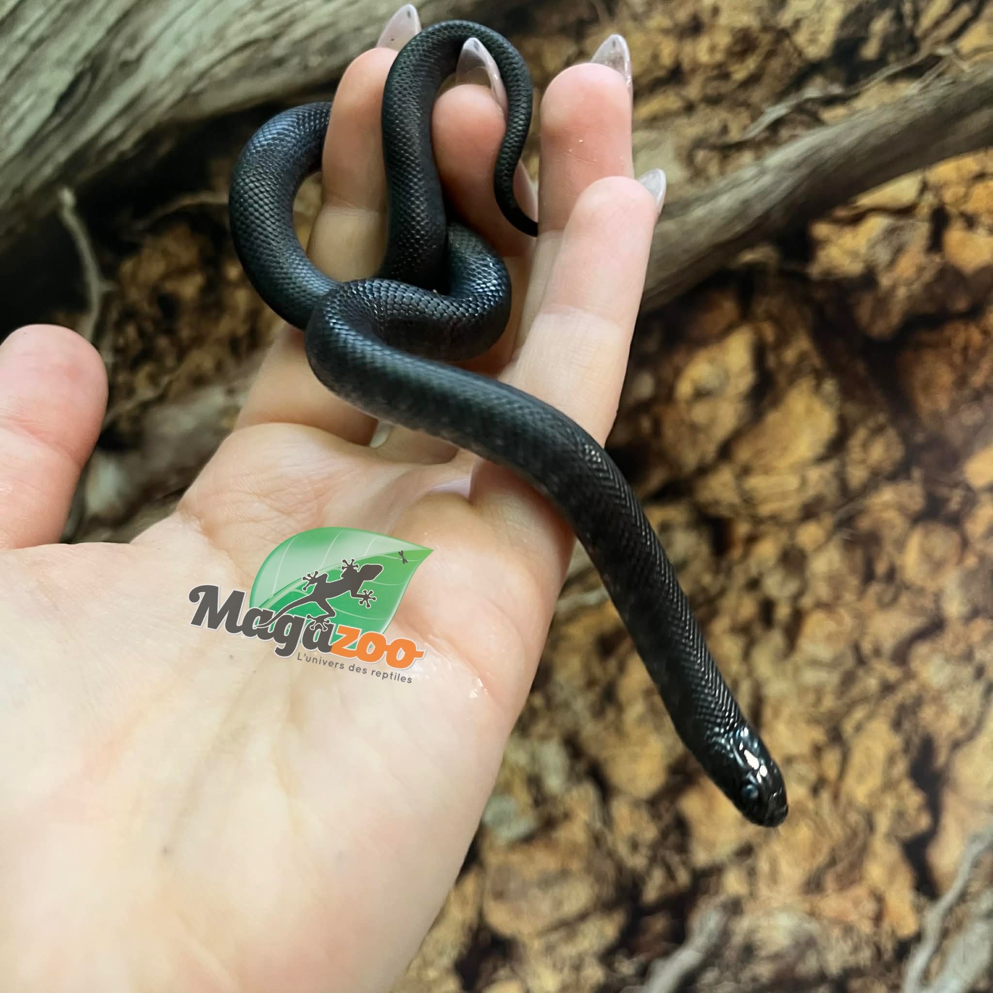 Magazoo Baby Mexican black king snake #1