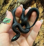 Magazoo Serpent roi noir du Mexique Bébé #1