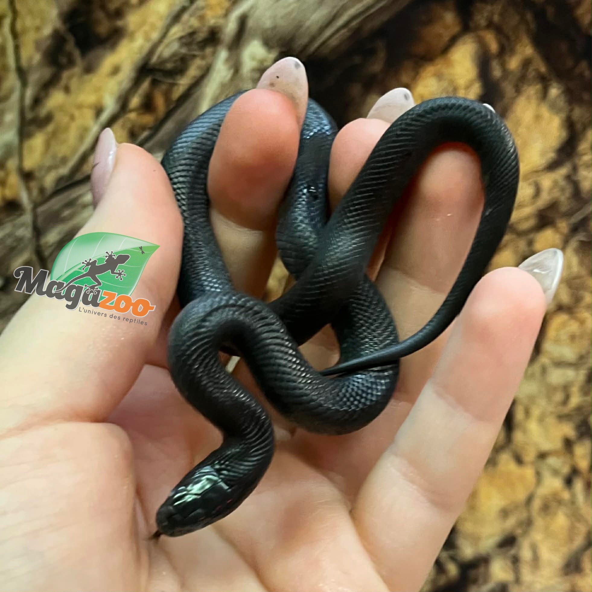 Magazoo Baby Mexican black king snake #1