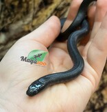 Magazoo Serpent roi noir du Mexique Bébé #1