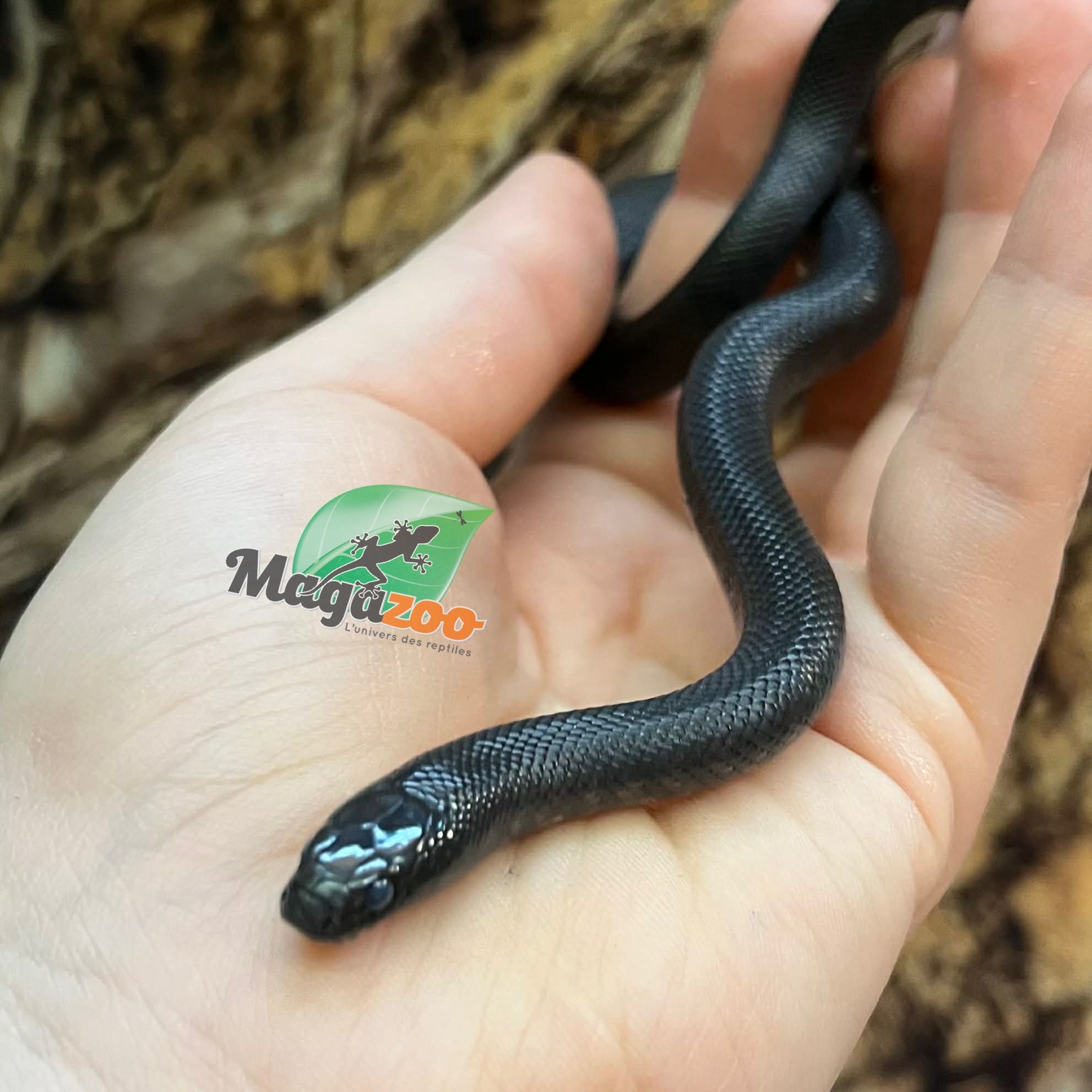 Magazoo Baby Mexican black king snake #1