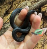 Magazoo Baby Mexican black king snake #1