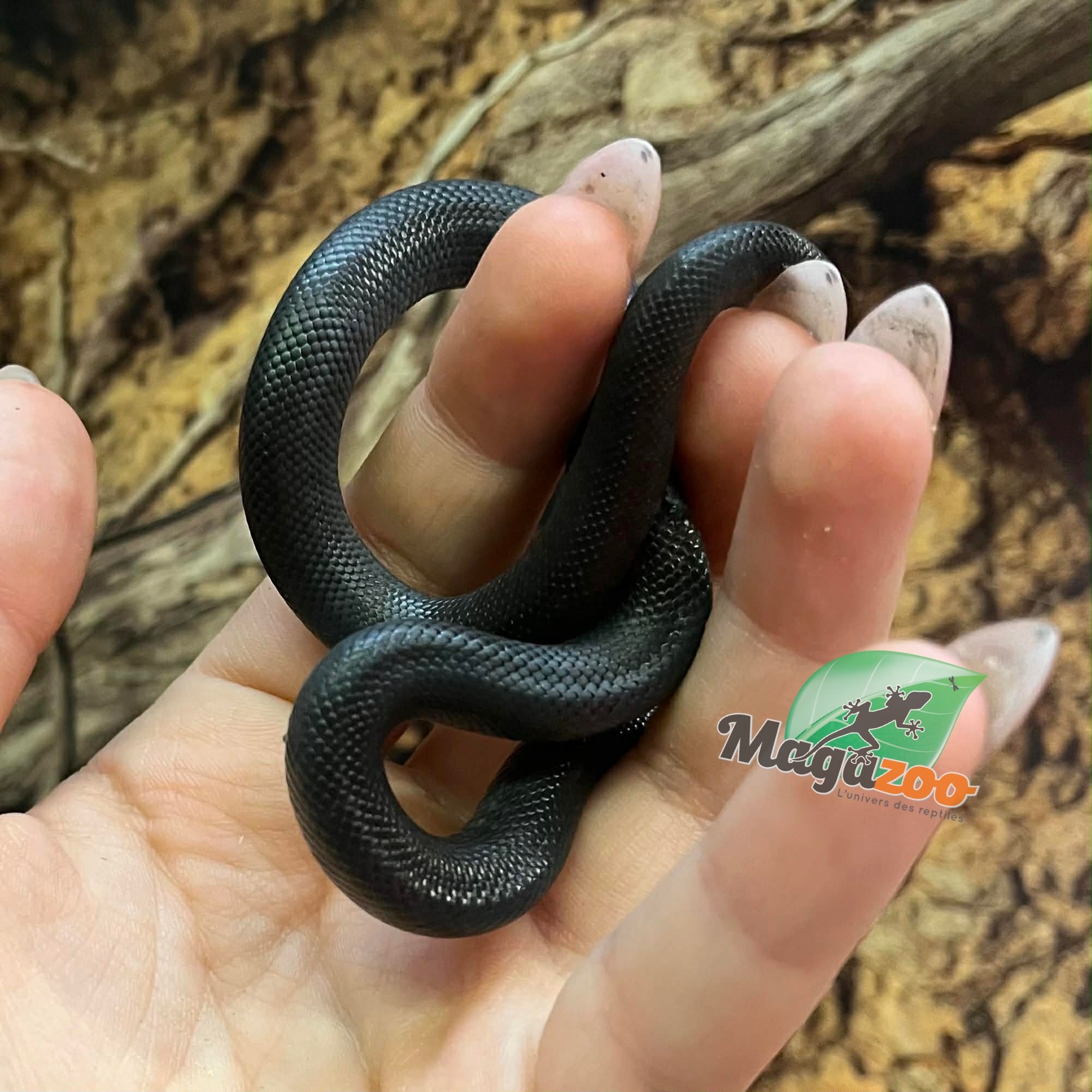 Magazoo Baby Mexican black king snake #1