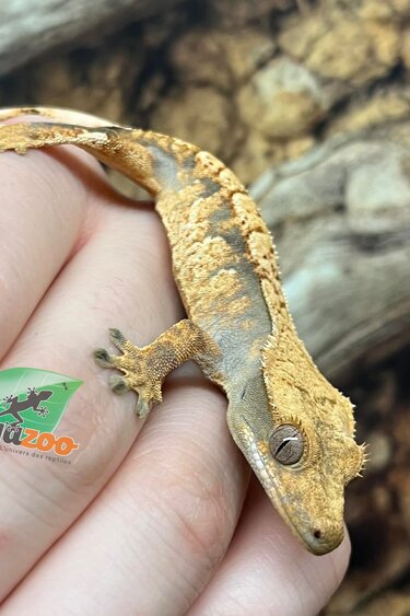 Magazoo Gecko à crête Harlequin Juvénile Femelle #2