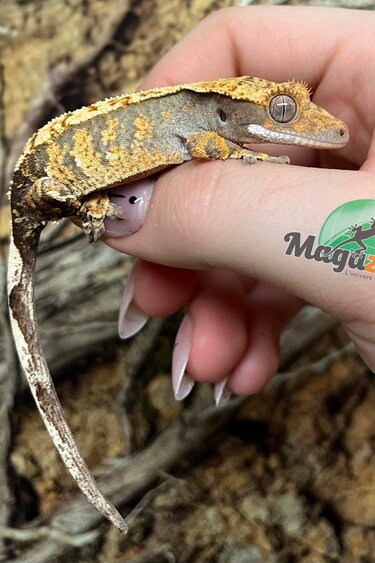 Magazoo Gecko à crête Harlequin juvénile Femelle #1