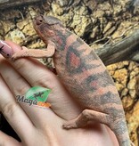 Magazoo Female Ambilobe Panther Chameleon (August 2025) #1