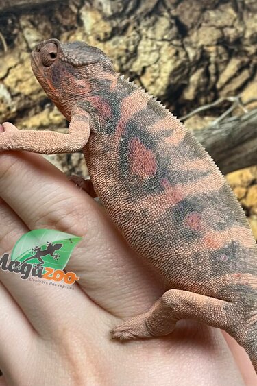 Magazoo Female Ambilobe Panther Chameleon (August 2025) #1