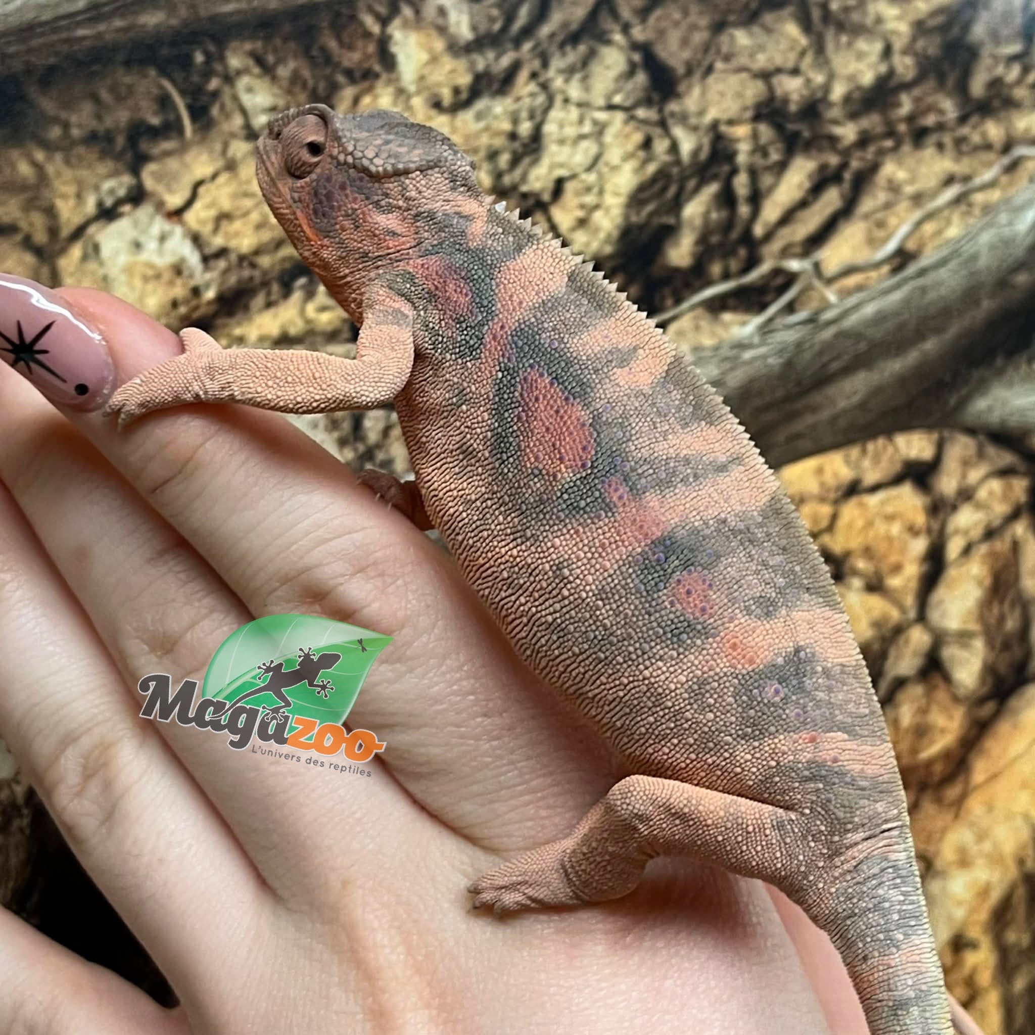 Magazoo Female Ambilobe Panther Chameleon (August 2025) #1