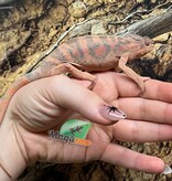 Magazoo Female Ambilobe Panther Chameleon (August 2025) #1