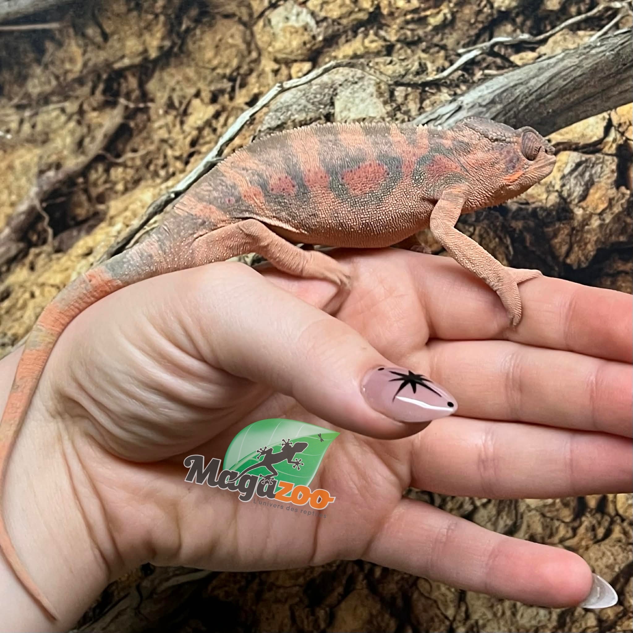 Magazoo Female Ambilobe Panther Chameleon (August 2025) #1