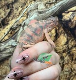 Magazoo Female Ambilobe Panther Chameleon (August 2025) #1