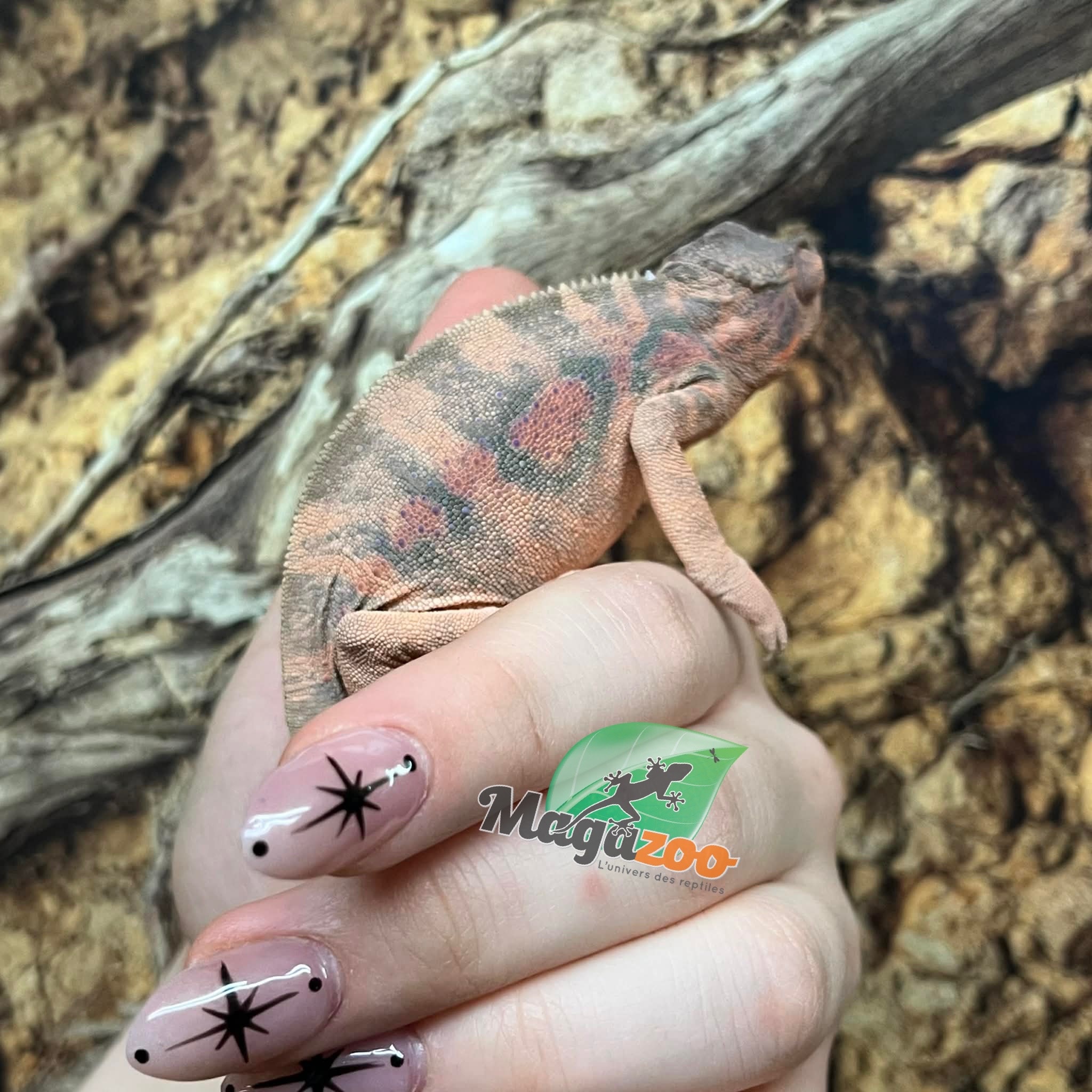 Magazoo Female Ambilobe Panther Chameleon (August 2025) #1