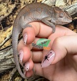 Magazoo Female Ambilobe Panther Chameleon (October 2025) #3