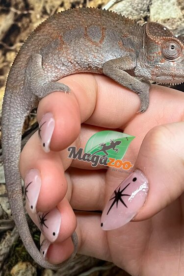 Magazoo Female Ambilobe Panther Chameleon (October 2025) #3