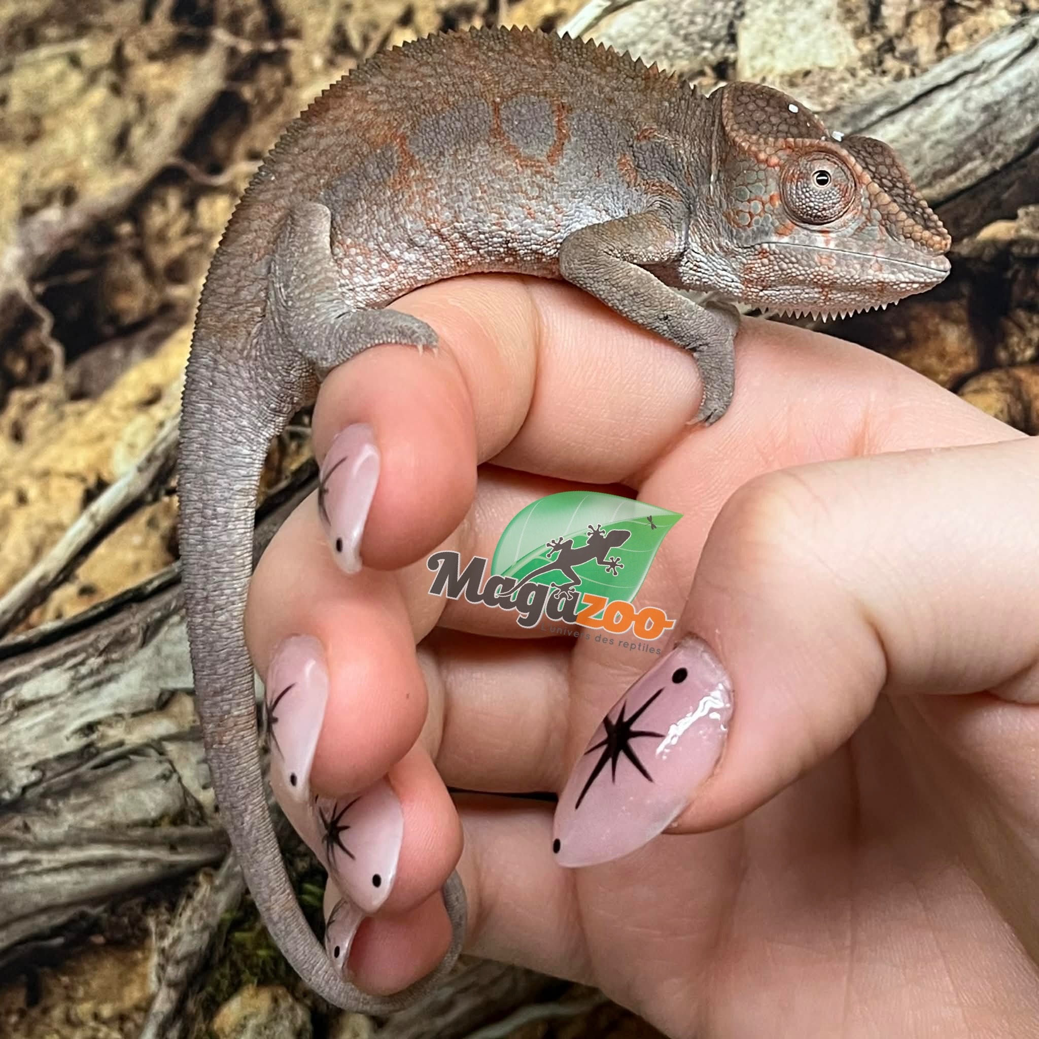 Magazoo Female Ambilobe Panther Chameleon (October 2025) #3