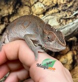 Magazoo Female Ambilobe Panther Chameleon (October 2025) #3
