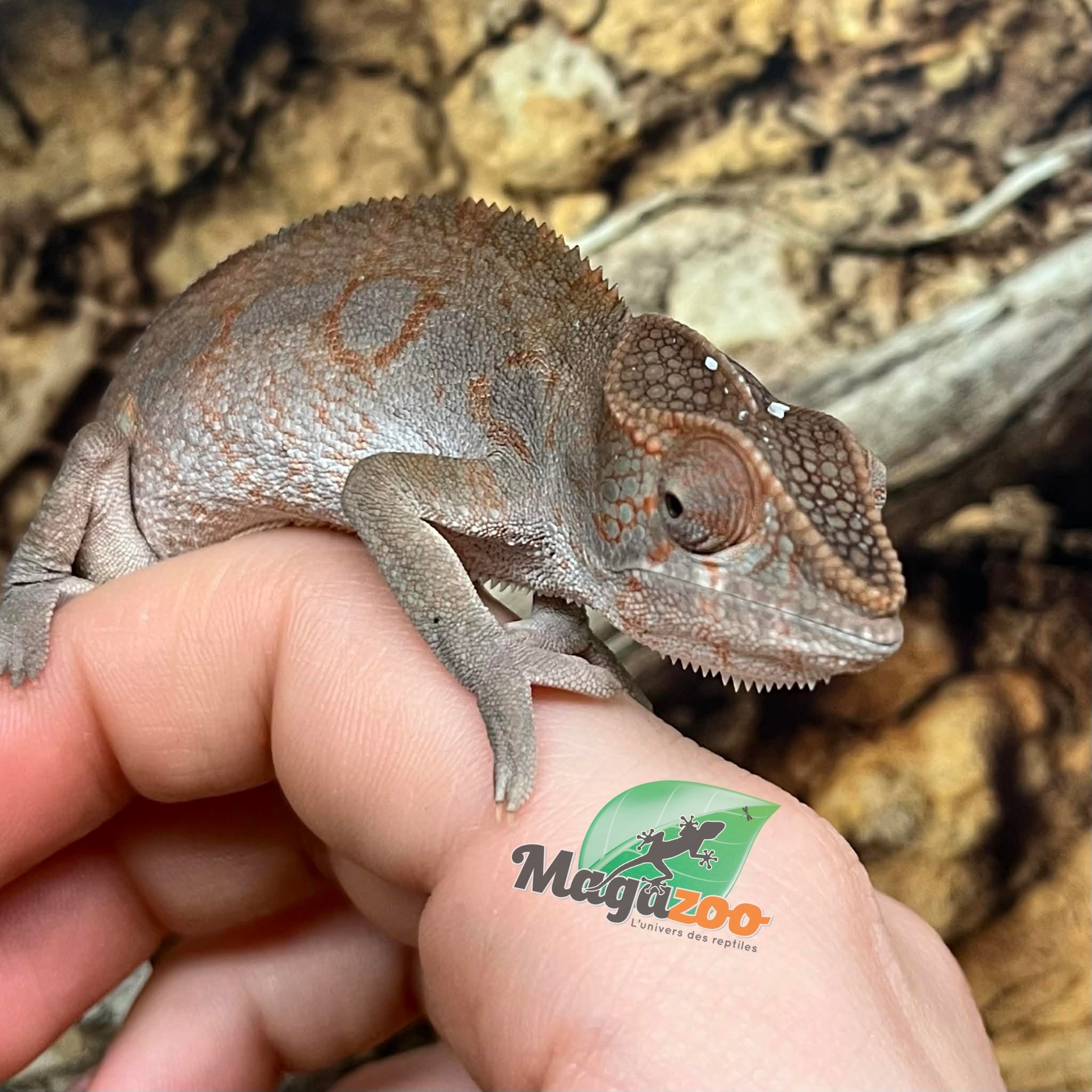 Magazoo Caméléon Panthère Ambilobe femelle (octobre  2025) #3