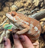 Magazoo Female Ambilobe Panther Chameleon (October 2025) #4