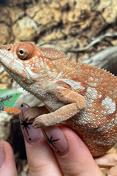 Magazoo Female Ambilobe Panther Chameleon (October 2025) #4