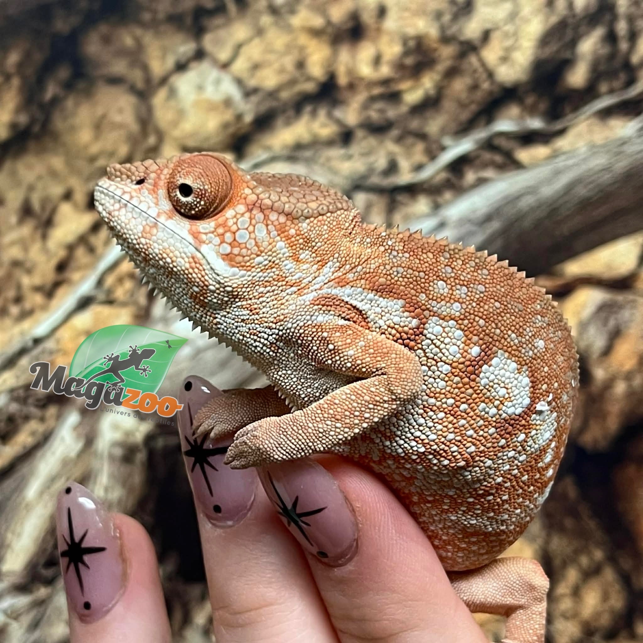 Magazoo Female Ambilobe Panther Chameleon (October 2025) #4