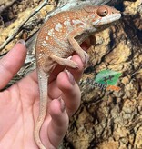 Magazoo Female Ambilobe Panther Chameleon (October 2025) #4