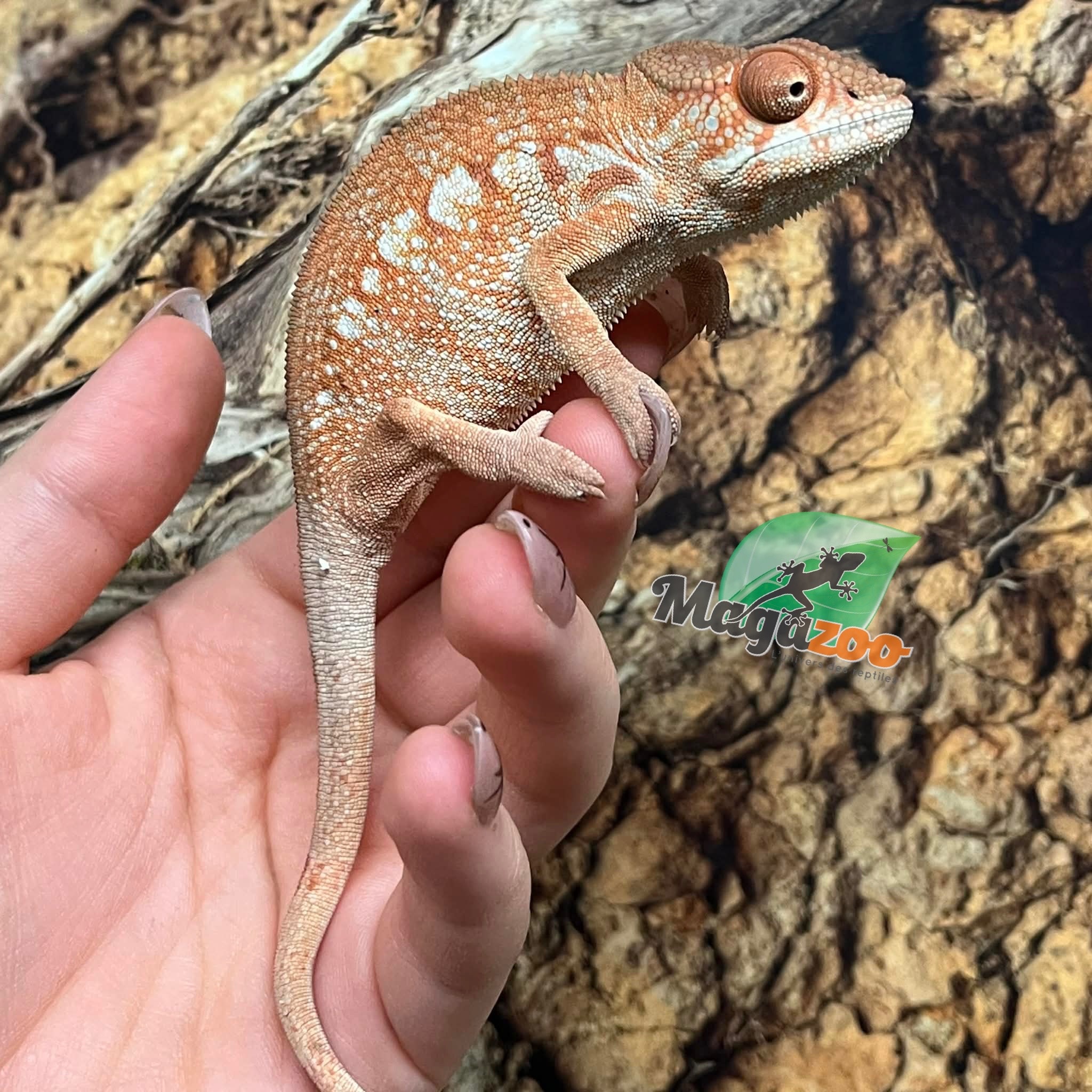 Magazoo Female Ambilobe Panther Chameleon (October 2025) #4