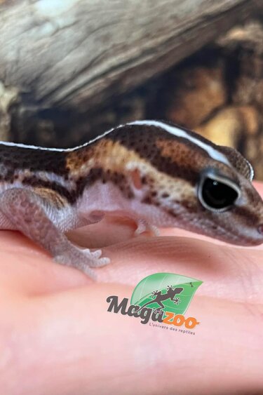 Magazoo Gecko à queue grasse Ligné Bébé #1 né en captivité