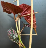 Magazoo Begonia Rex 'Brevirimosa' | Begonia 10cm