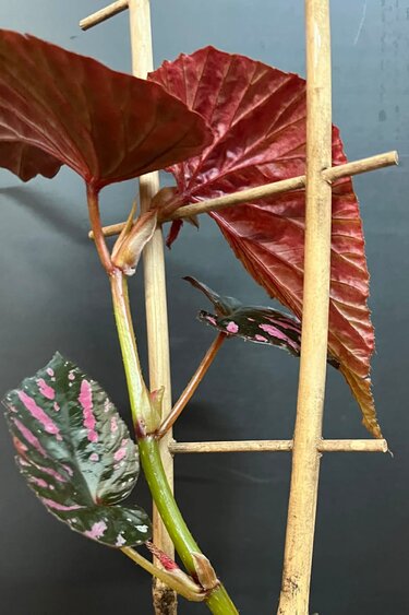 Magazoo Begonia Rex 'Brevirimosa' | Begonia 10cm