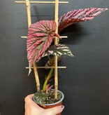 Magazoo Begonia Rex 'Brevirimosa' | Begonia 10cm