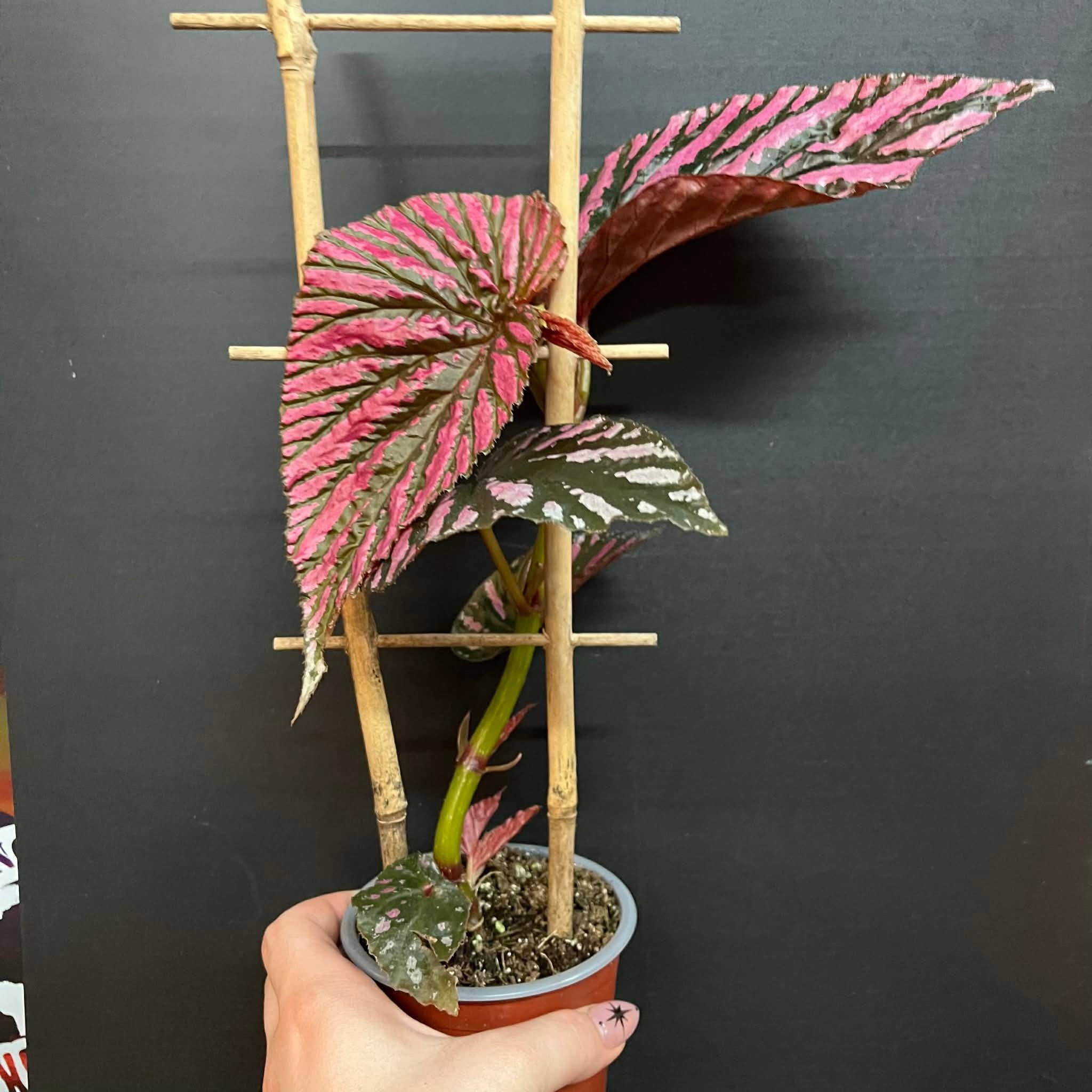 Magazoo Plante Begonia Rex 'Brevirimosa' | Bégonia 10cm