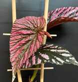 Magazoo Begonia Rex 'Brevirimosa' | Begonia 10cm