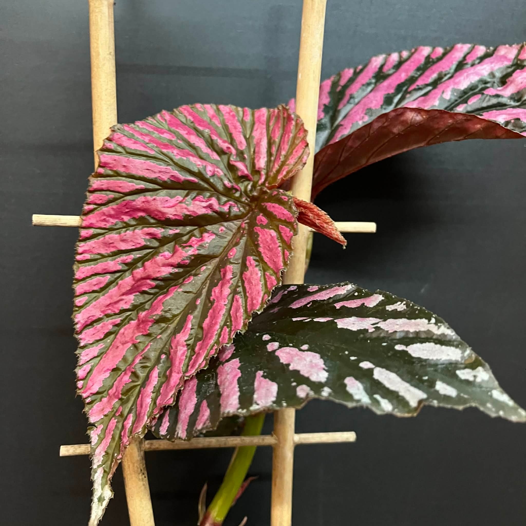 Magazoo Plante Begonia Rex 'Brevirimosa' | Bégonia 10cm