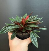 Magazoo Plante  Peperomia Caperata 'Rosso'