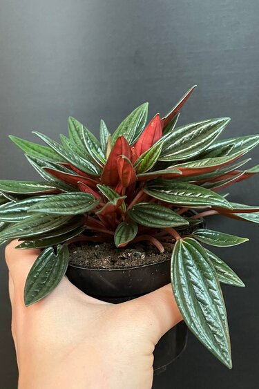 Magazoo Plante  Peperomia Caperata 'Rosso'