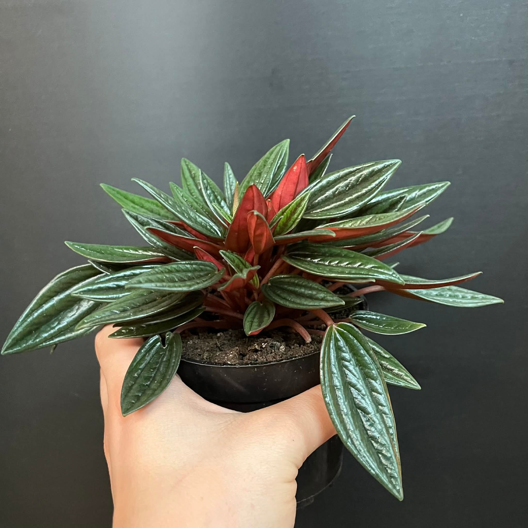 Magazoo Peperomia Caperata 'Rosso' Plant