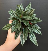 Magazoo Peperomia Caperata 'Rosso' Plant