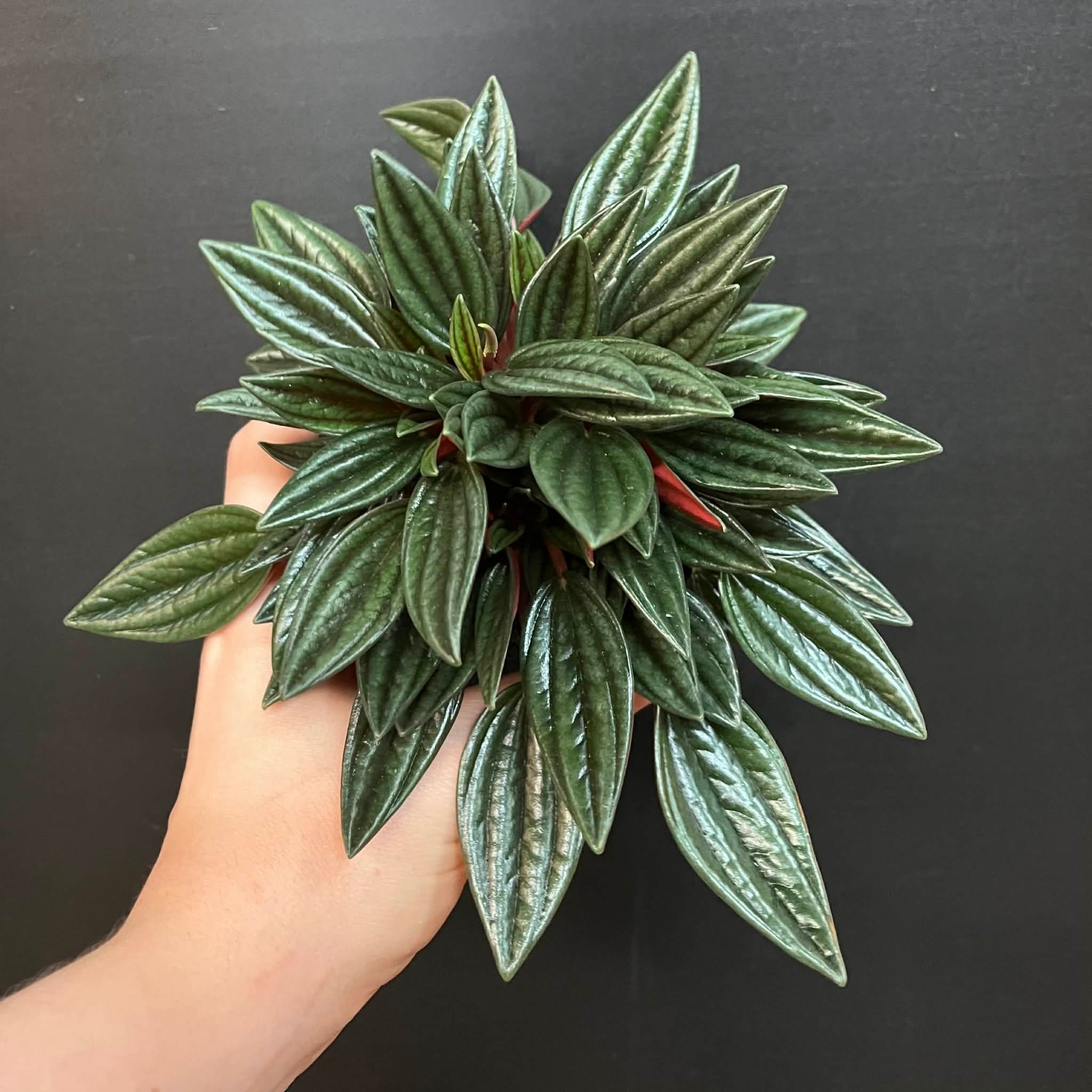 Magazoo Peperomia Caperata 'Rosso' Plant
