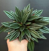 Magazoo Peperomia Caperata 'Rosso' Plant
