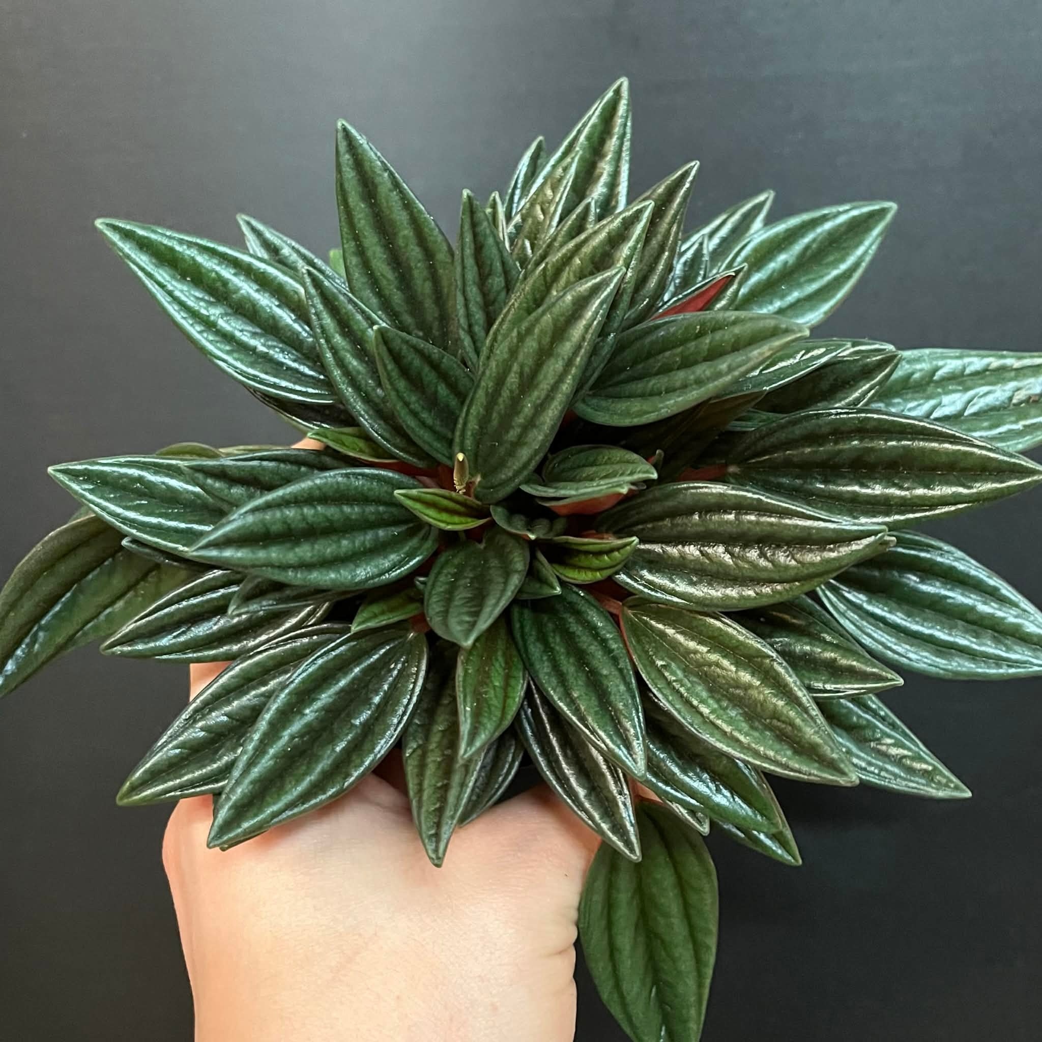 Magazoo Plante  Peperomia Caperata 'Rosso'