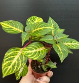 Magazoo Plante Iresine 'Blazin' Lime