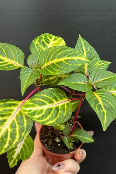 Magazoo Plante Iresine 'Blazin' Lime