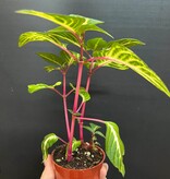 Magazoo Iresine 'Blazin' Lime Plant
