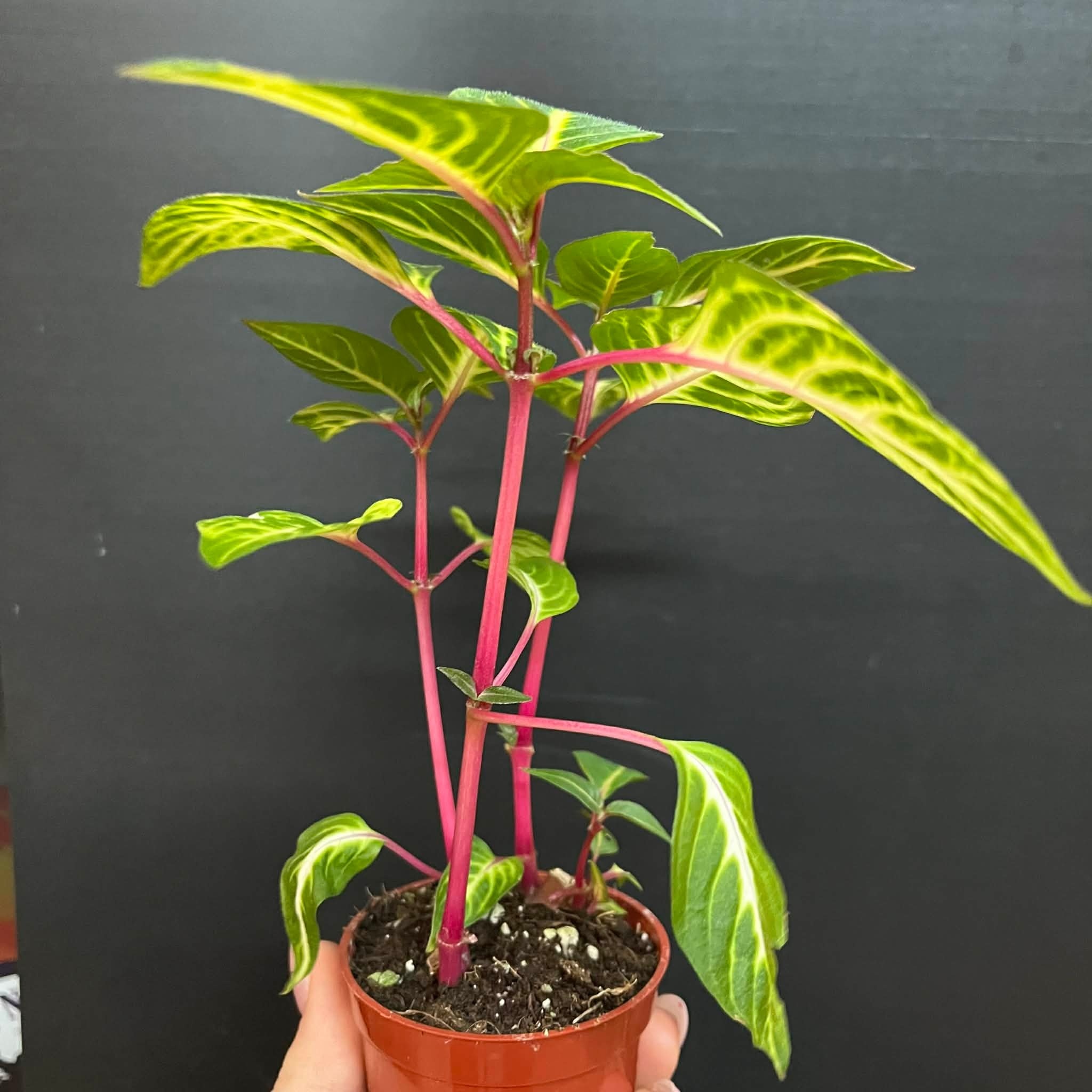 Magazoo Plante Iresine 'Blazin' Lime