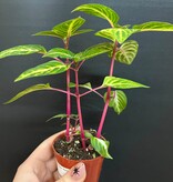 Magazoo Plante Iresine 'Blazin' Lime